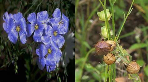 Cultivation of Linseeds or Flax Fiber Crop in India - raincitystudios.com