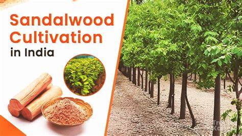 Cultivation of Sandalwood Under Agro-Forestry System - raincitystudios.com