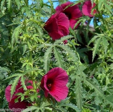 Cultivation Strategies of Kenaf (Hibiscus Cannabinus … - raincitystudios.com