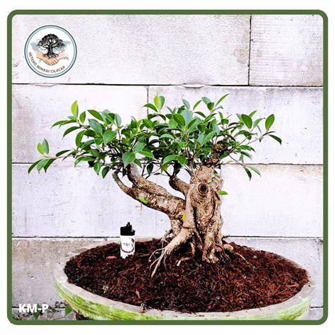 CUMA BUTUH 3bln tumbuh selebat ini_ program bahan bonsai - raincitystudios.com