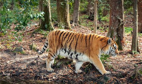 CUMBERLAND - Big Cat Rescue