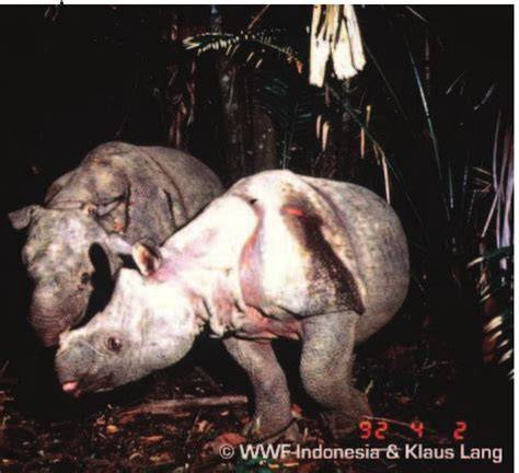 Current status and conservation prospects for the Javan rhinoceros ... - raincitystudios.com