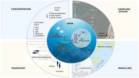 Current Trends in Biophysical Modeling of eDNA Dynamics for the ... - raincitystudios.com
