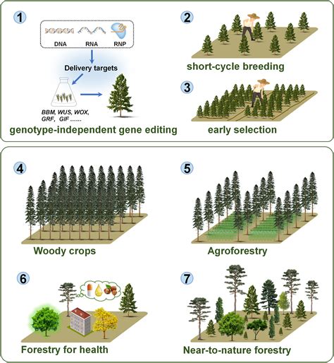 Current Trends in Forest Tree Biotechnology - Springer - raincitystudios.com