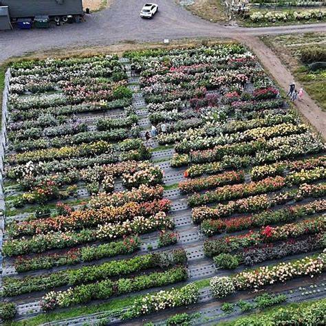 Cut Flower Farm | Beginning Business Strategy - raincitystudios.com