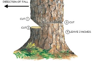 Cut Tree To Fall Certain Way (Expert Notching - raincitystudios.com