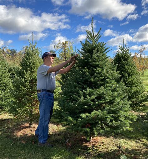 CUT YOUR OWN CHRISTMAS TREES Doe Orchards - Harvard, MA