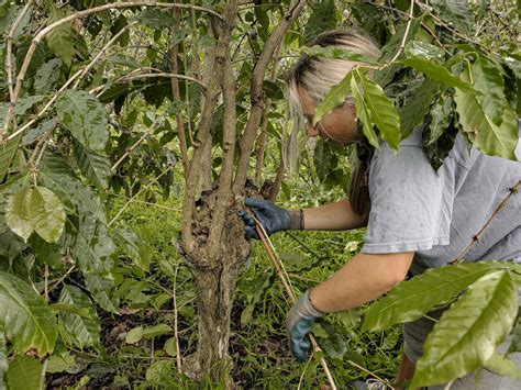 Cutting Back Coffee Plant - Pruning Of Coffee … - raincitystudios.com