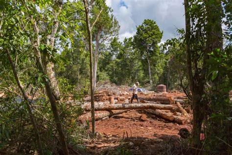 Cutting Carbon With Greener Chainsaws - The Nature Conservancy - raincitystudios.com