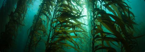 Cutting-Edge Science for Kelp Restoration - California Sea Grant - muktibox.com