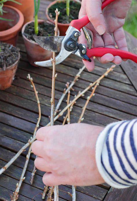 Cuttings: semi-ripe | RHS Advice - raincitystudios.com