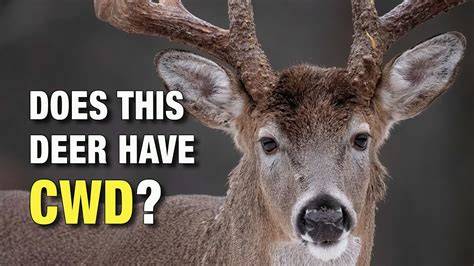 CwD ID.cdr - UNICEF - raincitystudios.com