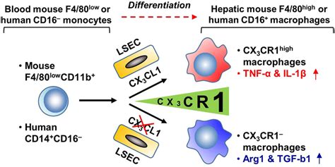 CX3CR1 differentiates F4/80low monocytes into pro-inflammatory …