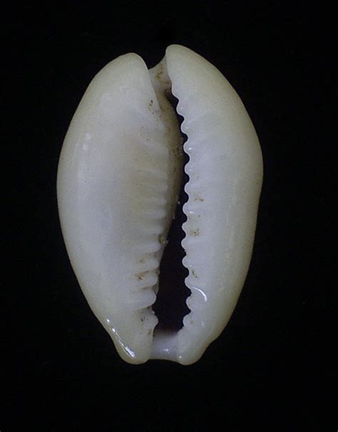 Cypraea moneta, a global money unit: fourthousand years of history of ... - wintechmobiles.com