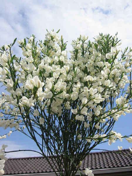 CYTISUS PRAECOX WHITE LION - Kolster BV Magical plants