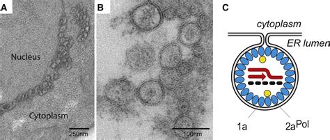 Cytoplasmic Viral Replication Complexes: Cell Host - muktibox.com