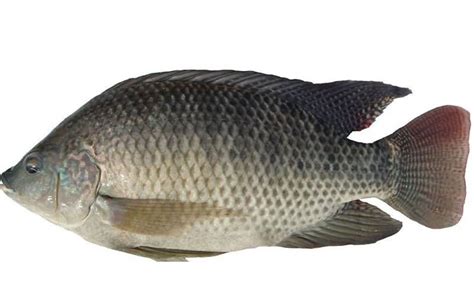 3． タイ （鯛） = Cá tráp, cá chìa vôi sông, cá hanh, cá điêu hồng (Sea bream).