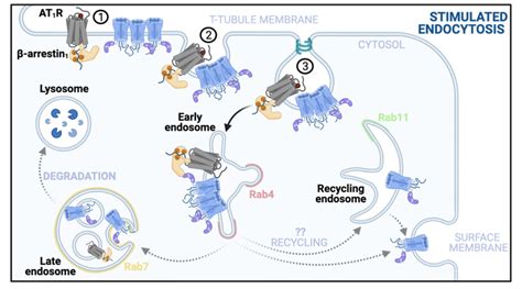 CaV1.2 Interaction with AT1R Reduces Receptor Internalization