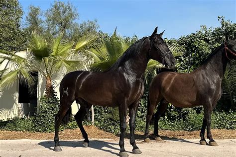 Caballos de venta en mexico. .