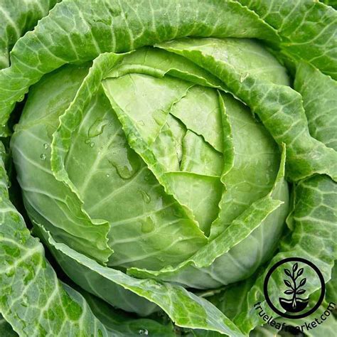 Cabbage Seeds - Danish Ballhead - True Leaf Market