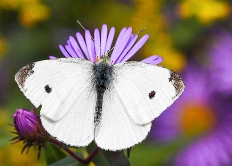 Cabbage White Butterfly Host Plant EDEN