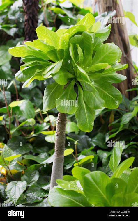 Cabbage on a Stick Plant (Brighamia insignis)