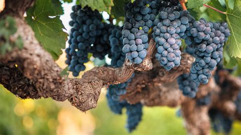 Cabernet Sauvignon Day: Guide to this grape variety