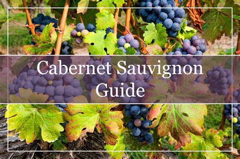 Cabernet sauvignon a complete guide to the grape and the. - História e efemérides do teatro brasileiro.