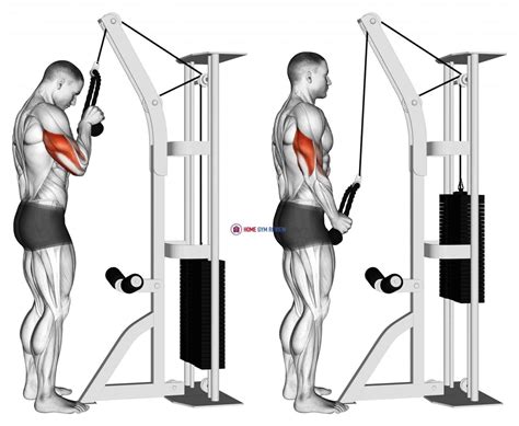 Cable tricep pushdown. The single-arm cable triceps extension is a single-joint isolation exercise for building the triceps. It involves driving a handle attached to a cable stack overhead to full extension. It is usually performed for moderate to high reps, such as 8-12 reps per set or more, as part of an upper-body or arm-focused workout. 