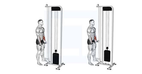 Cable wrist curls standing.  How to: Cable Standing Wrist Curl Stand fac...
