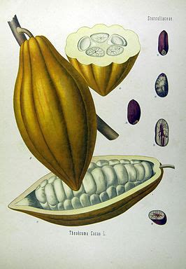 Cacaoboom - Wikipedia