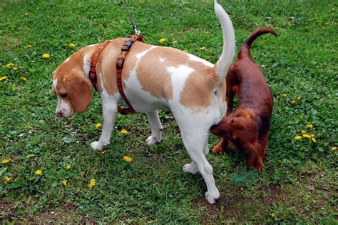 Cachorrinha anal
