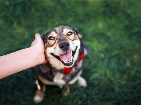 Cachorros recebendo punhos
