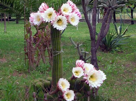 Cactofili - Forum di cactus e succulente :: Leggi argomento - trichocereus