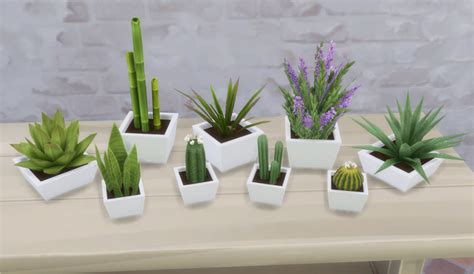 Cactus Collection - Liquid Sims