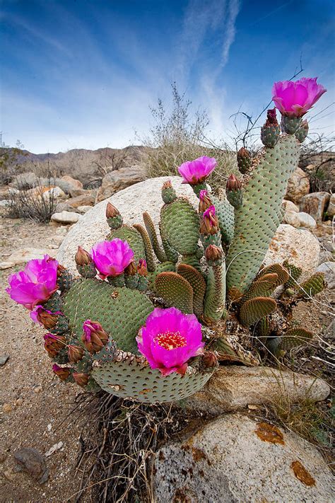 Cactus Flower Stock Photos, Pictures & Royalty-Free Images