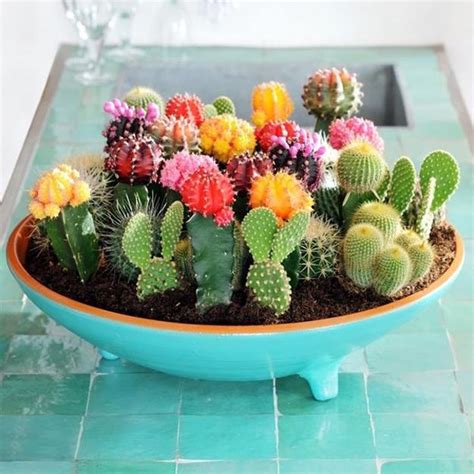 Cactus Plants and Feng Shui Decorating - Lushome