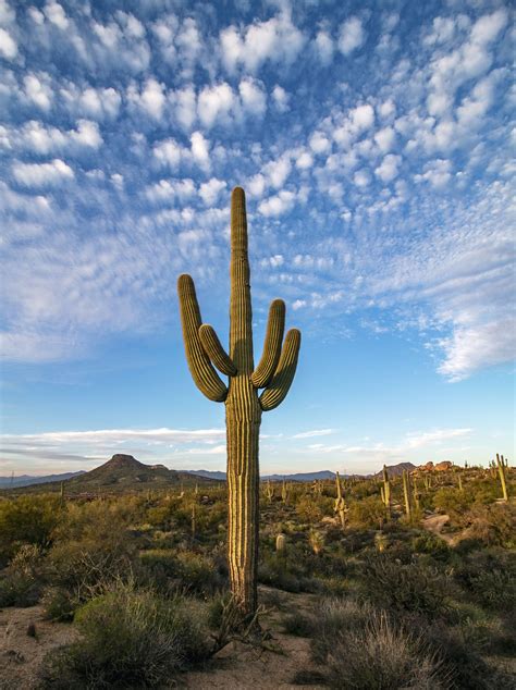 Cactus in arizona. The cactus is the most prominent plant in several Arizona national preserves (Saguaro, Organ Pipe Cactus, Ironwood Forest, Sonoran Desert, Kofa, Cabeza Prieta) and is also used extensively as a landscaping plant in cities and private gardens. The range continues into Mexico, in the west of the country, as far south as Ciudad Obregón. 
