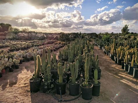 Cactus nurseries phoenix.  &rdquo; in 18 reviews &ldquo; Richard is a classic Arizona ch...