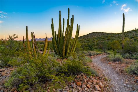 Cactus organ pipe national monument. The monument was established in 1937 to protect rare forms of American cacti, particularly the large and multibranched organ pipe cactus. But … 