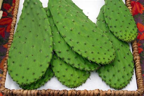 Cactus pads, often referred to as “nopales,” are fleshy leaves of the prickly pear cactus (genus Opuntia). These unique plants are part of the Cactaceae family and are native to the Americas. They have a long history of being both cultivated and harvested in the wild, especially in Mexico, where they are a popular culinary ingredient.. 