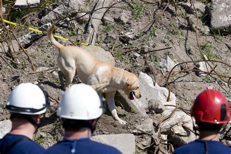 Cadaver dogs are in Maui to help find the dead. Here’s how it works and why it’s difficult