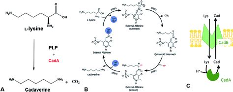 Cadaverine production by heterologous expression of