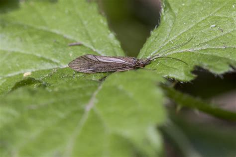 Caddisfly The Wildlife Trusts