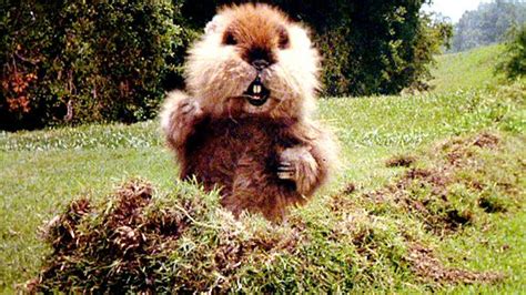 Caddyshack gopher. Things To Know About Caddyshack gopher. 