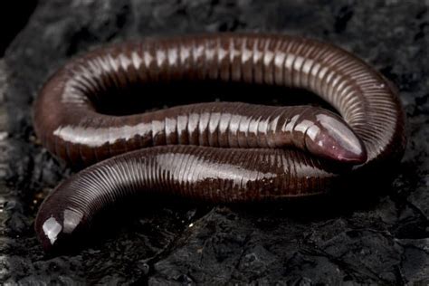 Caecilians—facts and information - Animals