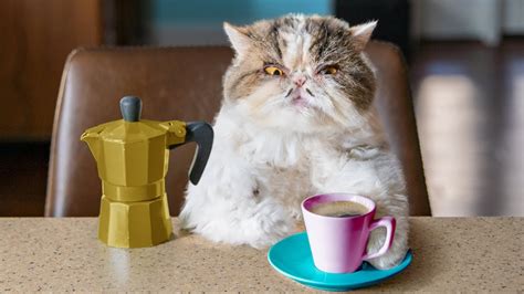Caffeinatedkitty Leaked PORN 🔥 105 Pics