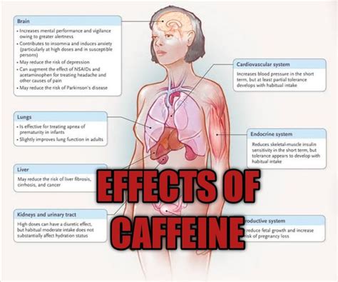 Caffeine withdrawal increases lithium blood levels