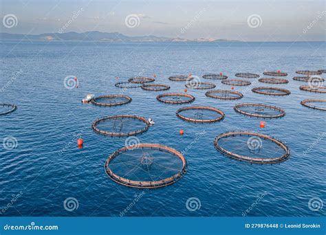 Cage Culture Farm-raised Fish Shellfish in Cage or Net …