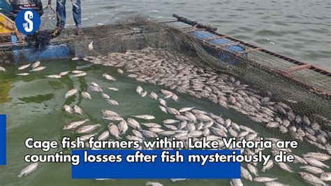 Cage fish farmers within Lake Victoria are counting losses after …